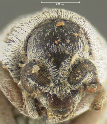 Media type: image;   Entomology 8198 Aspect: head frontal view